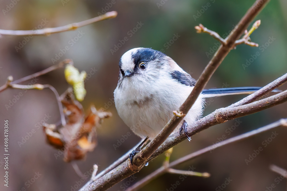 Fototapeta premium 飛び回る可愛いエナガ（エナガ科）の群れ 英名学名：long tailed tit (Aegithalos caudatus) 紅葉が美しい。 神奈川県清川村、早戸川林道-2024年 