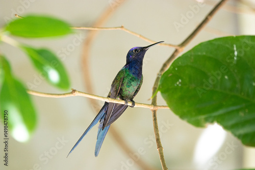 Photography of a Swallow-tailed hummingbird in natural pose, perched on a stick – vibrant South American bird with iridescent plumage (Eupetomena macroura). Taken in Iguazú, Misiones, Argentina. 