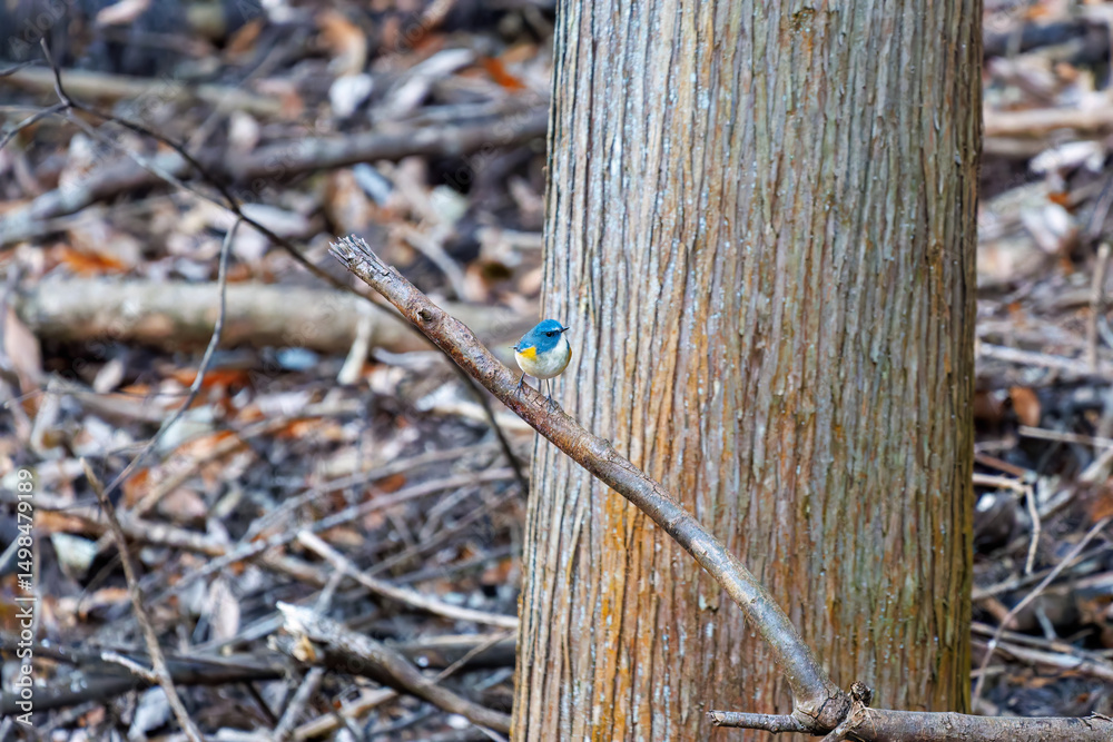 Obraz premium 幸せの青い鳥、可愛いルリビタキ(ヒタキ科) 英名学名:Red flanked Bluetail (Tarsiger cyanurus) 紅葉が美しい。 神奈川県清川村、早戸川林道-2024年