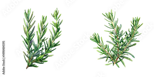 rosemary watercolor vector illustration