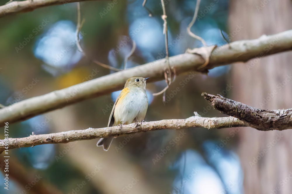 Fototapeta premium 幸せの青い鳥、可愛いルリビタキ（ヒタキ科） 英名学名：Red flanked Bluetail (Tarsiger cyanurus) 紅葉が美しい。 神奈川県清川村、早戸川林道-2024年 