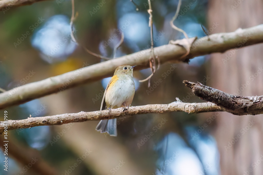 Fototapeta premium 幸せの青い鳥、可愛いルリビタキ(ヒタキ科) 英名学名:Red flanked Bluetail (Tarsiger cyanurus) 紅葉が美しい。 神奈川県清川村、早戸川林道-2024年