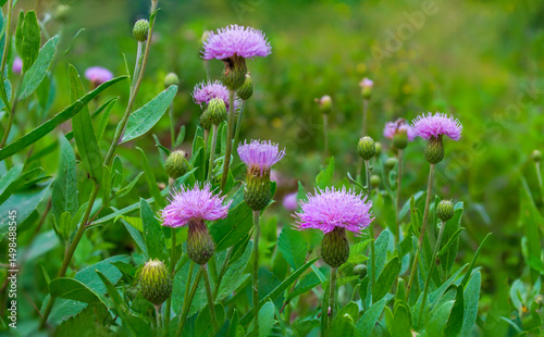  thistle on green color bokeh background