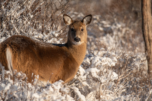 Deer in snow and woods looking at camera