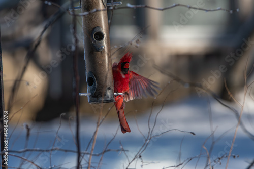 Cardinal on a bird feeder in winter