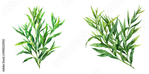 Fotografía tarragon watercolor vector illustration