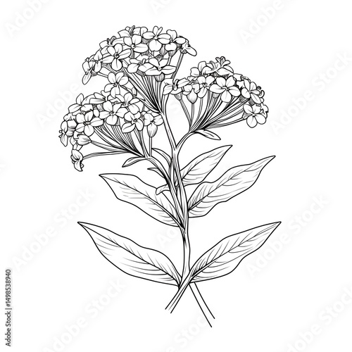 Valeriana Officinalis Outlined Sketch: Vintage Botanical Illustration for Herbal Medicine Educational Materials