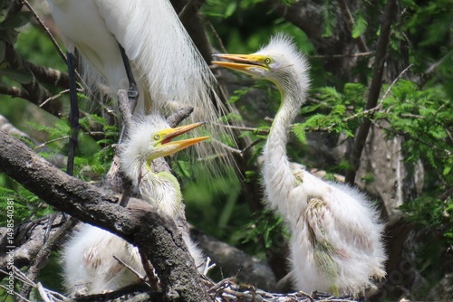 Heron chicks in the nest in Florida nature, closeup