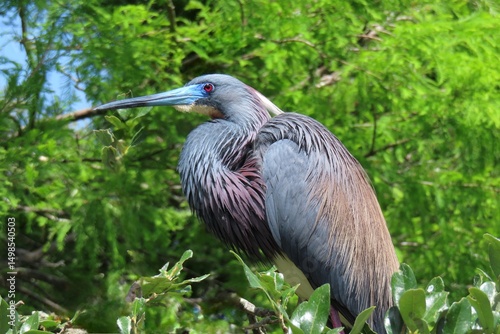 Beautiful tricolored heron on plant background in Florida nature, closeup