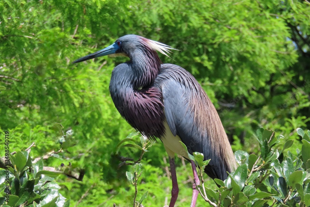 Fototapeta premium Beautiful tricolored heron on plant background in Florida nature, closeup