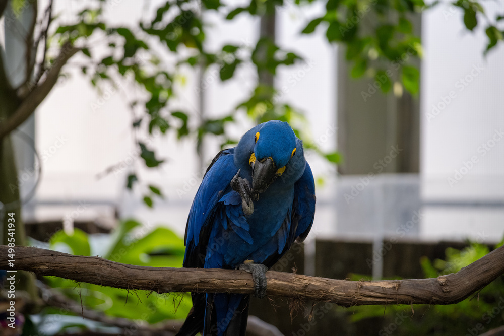 Obraz premium Vibrant blue macaw preens its feathers while perched on a branch