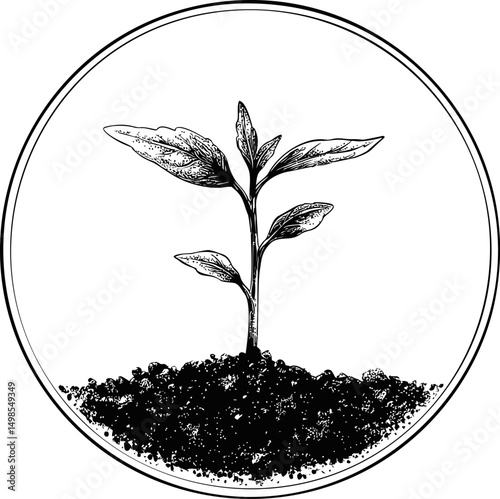 Black and white illustration of a young plant sprouting in soil, botanical sketch. Vector illustration