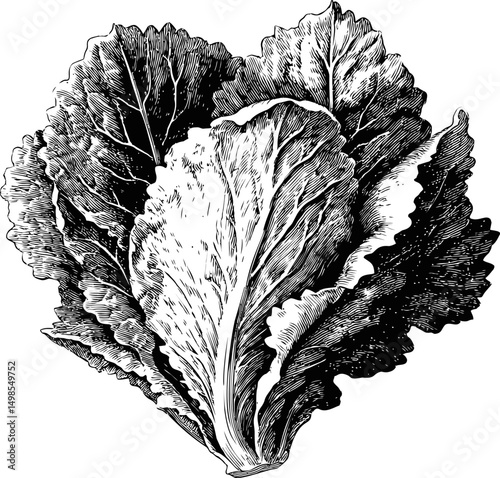 Detailed black and white illustration of romaine lettuce leaves etched style. Vector illustration
