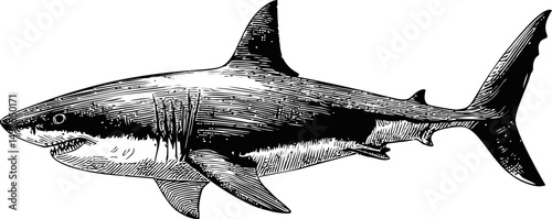 Detailed black and white illustration of a great white shark in side view. Vector illustration