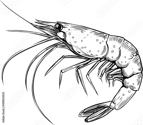 Detailed black and white line drawing of a shrimp with intricate textures. Vector illustration