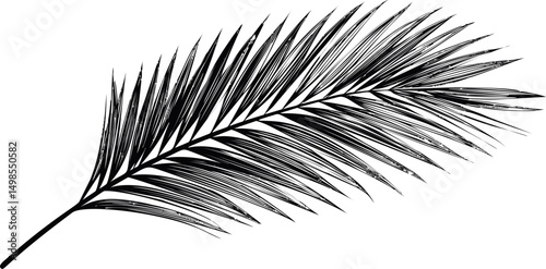 Black silhouette of a palm frond in. Vector illustration