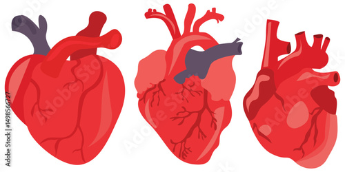 Anatomical Human Heart Vector – Realistic Organ Illustration for Medical and Cardiology Design