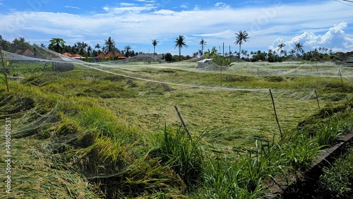 Scenic landscape view of rice paddies with netting to protect crops on tropical island of Bali Indonesia