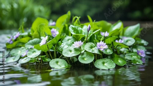 Fresh green leafy vegetables close up high quality stock footage