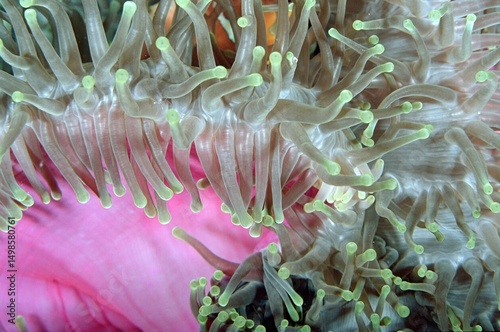 Underwater close up view of a sea anemone on the coral and a small almost transparent shrimp on it. 