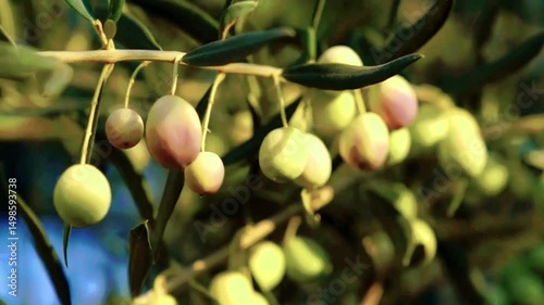 olives that are still on the tree, which have many benefits for humans