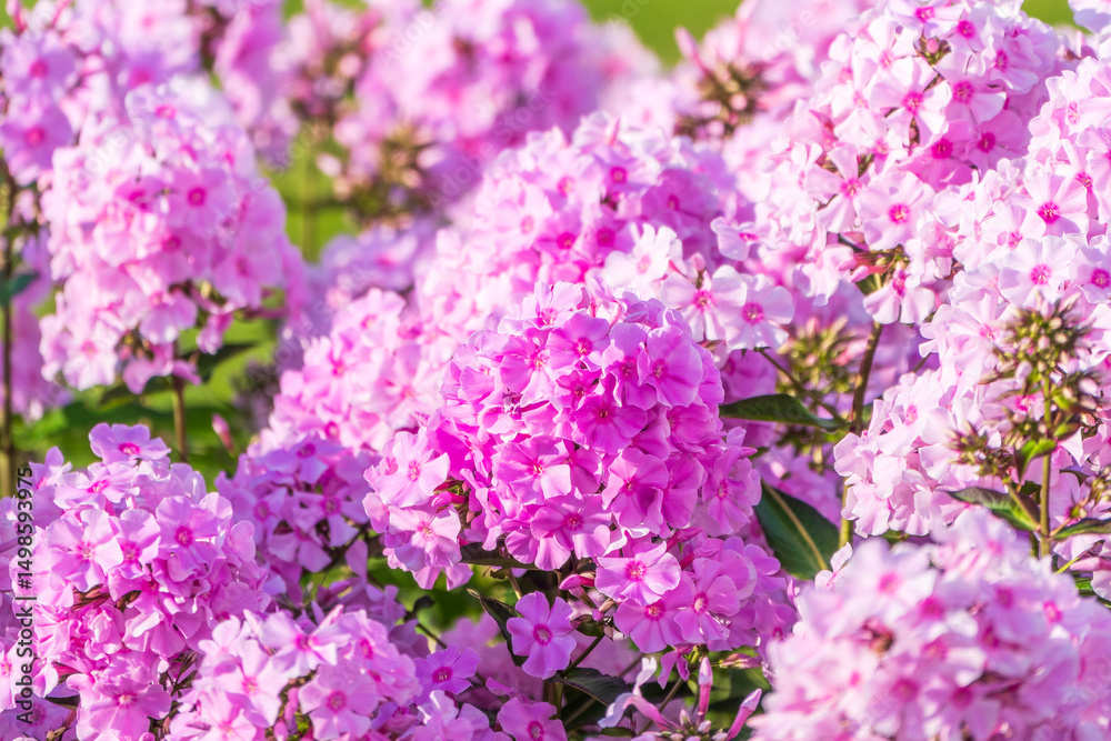 Obraz premium Pink phlox flowers. Phlox paniculata. Flowering herbaceous plants. Blooming phlox paniculata in the garden
