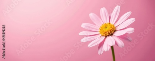 Single daisy, pastel pink background Delicate bloom, soft focus , illustration, greeting, blossom