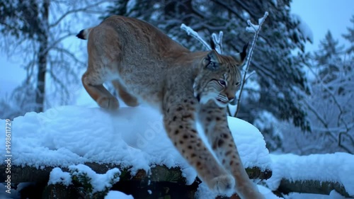 Wild lynx gracefully navigating through a snowy forest landscape during winter season
