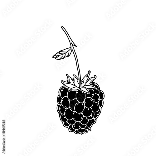 Vector illustration of a black and white raspberry with a leaf, perfect for organic food labels, botanical designs, and culinary projects. Nature-themed graphics for fresh produce branding.