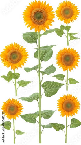 Tall sunflowers, summer bloom, garden, nature, design