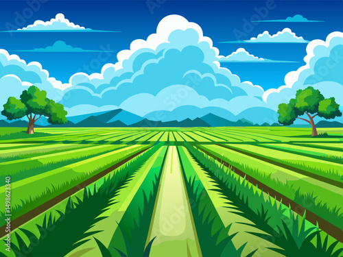 rice field