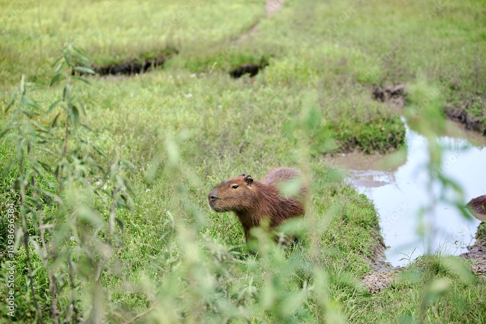Fototapeta premium Capybara, hydrochoerus hydrochaeris, largest living rodent, native to South America, in El Palmar National Park, Entre Rios, Argentina.