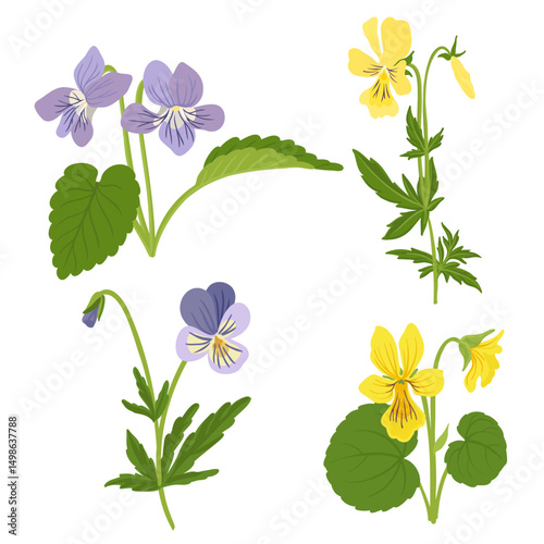 different types of pansy flowers, variety sorts of viola , vector drawing wild plants at white background, floral elements, hand drawn botanical illustration photo