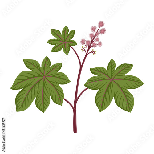 castor oil plant, vector drawing wild plant at white background, Ricinus communis, floral element, hand drawn botanical illustration