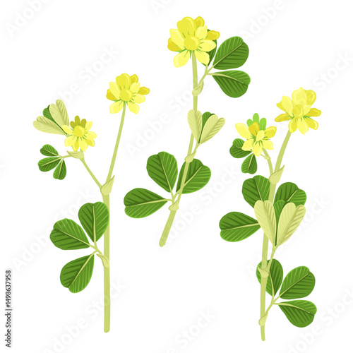 lesser trefoil, suckling clover, field flower, Trifolium dubium, vector drawing wild plants at white background, floral elements, hand drawn botanical illustration