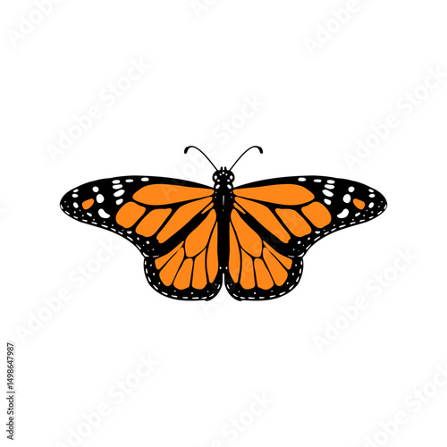 vector drawing monarch butterfly, Danaus plexippus, insect isolated at white background, natural element, hand drawn illustration