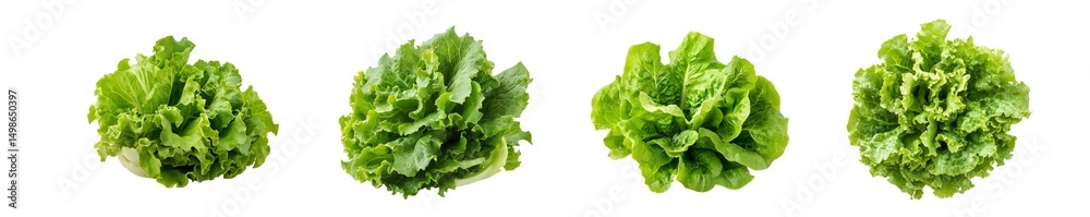 set of Close-up view of three vibrant green heads of lettuce. isolated on transparent background set of Close-up view of three vibrant green heads of lettuce. isolated on transparent background