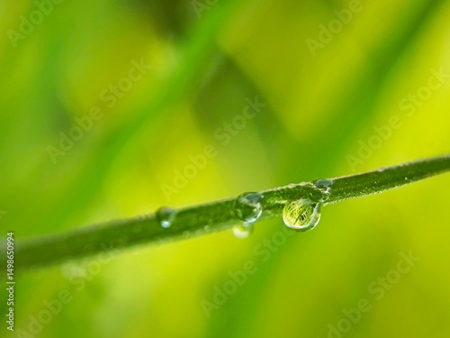 dew drops that stick to the green stems of plants.