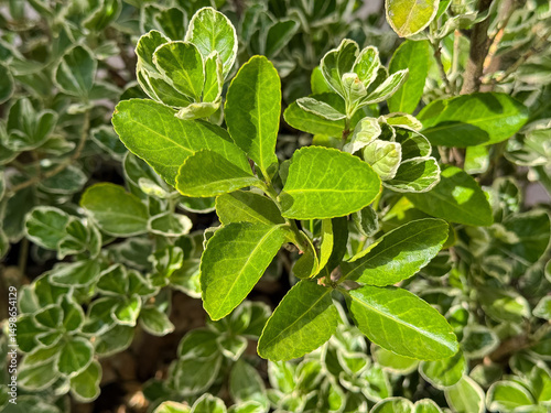 Wallpaper Mural Close-up of vibrant green variegated plant leaves in sunlight Torontodigital.ca