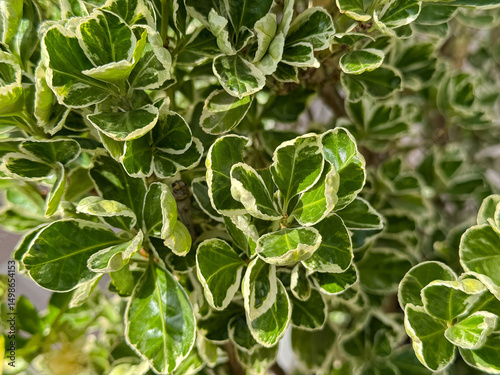 Vibrant green and cream variegated euonymus shrub leaves photo