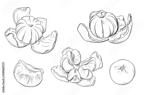 Coloring page hand drawn mandarin big set vector