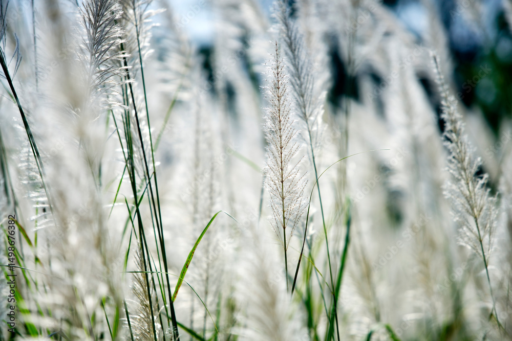 Fototapeta premium Soft White Pampas Grass in Sunlight with Blurred Background