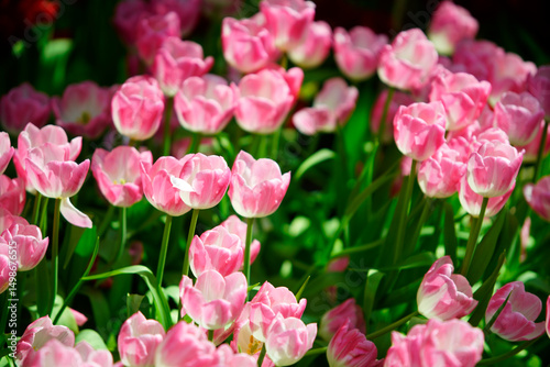 Pink Tulips Blooming in Colorful Flower Garden Under Bright Sunlight
