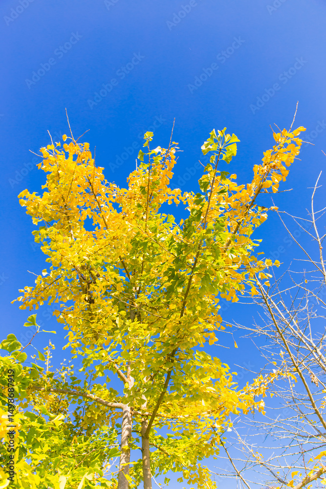 Fototapeta premium bright yellow ginkgo tree in autumn under clear blue sky
