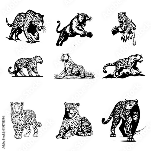 Photography Leopard Tiger  vector Image
