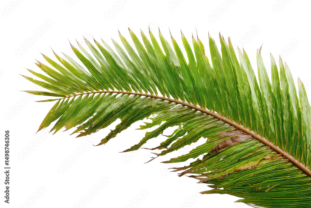 Vibrant green palm leaf on black background, cut out