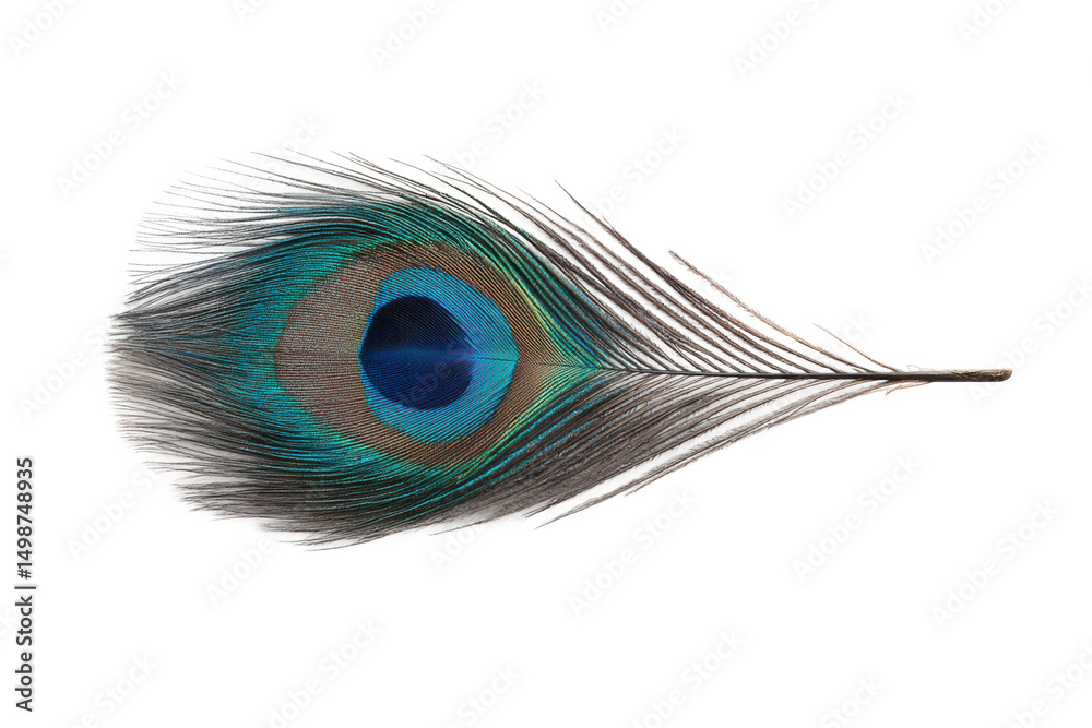 Fototapeta premium Colorful peacock feather close-up on white background showing eye pattern, cut out