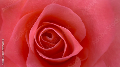 The intricate folds of this rose’s petals appear to dance in slow motion, creating a spiral of peach hues that seem to glow from within, holding the quiet power of natural beauty.