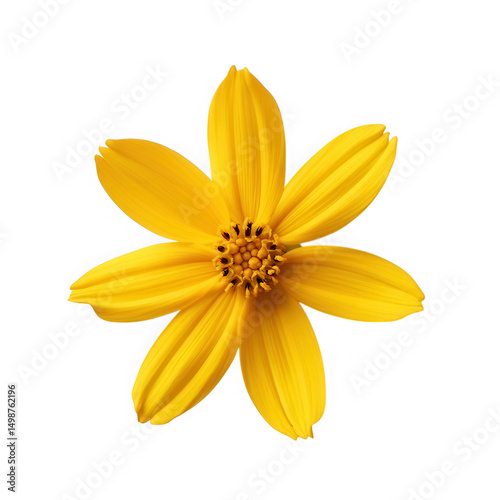 Yellow flower close up isolated on transparent background
