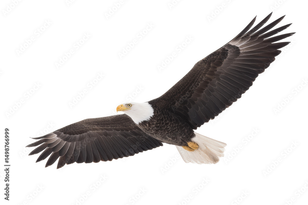 Naklejka premium Majestic bald eagle in flight against clear sky, cut out
